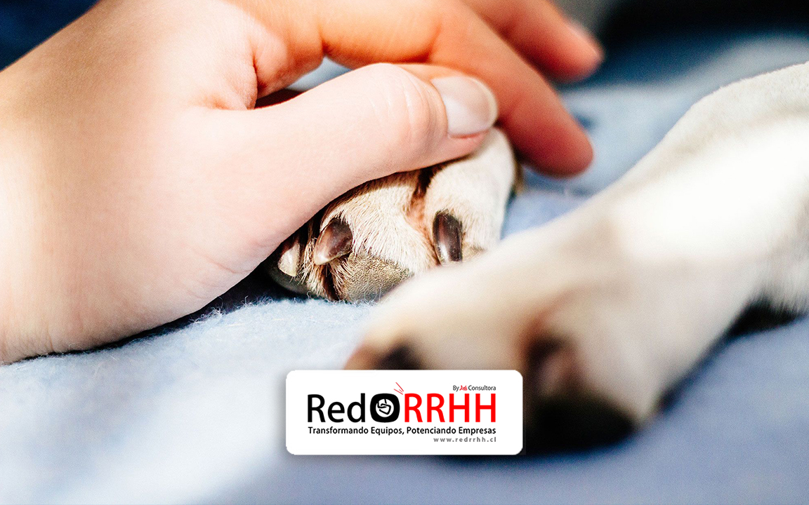 Permiso laboral por muerte de mascotas en Chile: Así funcionaría el nuevo derecho y qué exige el proyecto de ley